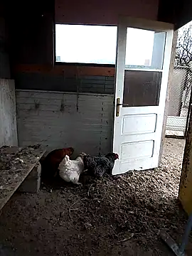 Snapshot of sarpe4 chatting on 22, 11, 2025 sarpe4 online show from 22, 11, 2025