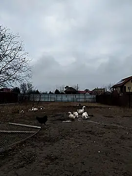 Snapshot of sarpe4 chatting on 23, 12, 2025 sarpe4 online show from 23, 12, 2025