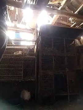 Snapshot of sarpe4 chatting on 10, 1, 2026 sarpe4 online show from 10, 1, 2026