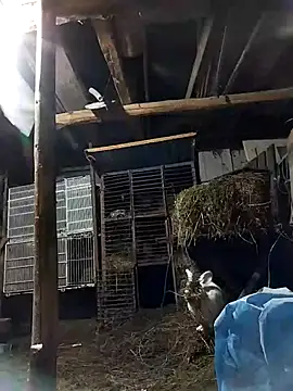 Snapshot of sarpe4 chatting on 8, 2, 2026 sarpe4 online show from 8, 2, 2026