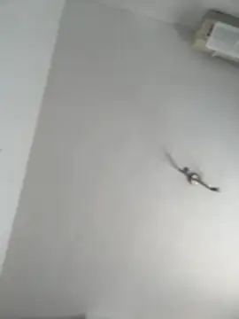 Snapshot of itsCassie chatting on 13, 10, 2025 itsCassie online show from 13, 10, 2025