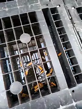 Ethangay online show from 25, 2, 2026