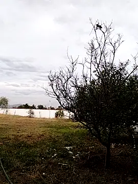 Chacal Armyy online show from 9, 3, 2026