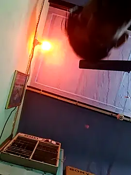 Snapshot of dhapli4u chatting on 6, 2, 2026 dhapli4u online show from 6, 2, 2026