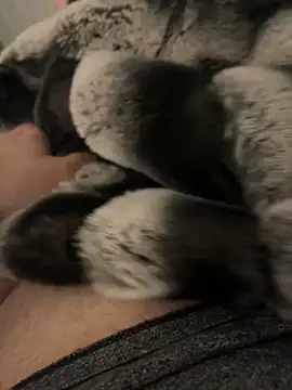 Snapshot of Furdale chatting on 2, 12, 2024 Furdale online show from 2, 12, 2024