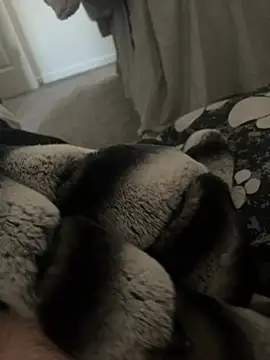 Snapshot of Furdale chatting on 9, 1, 2025 Furdale online show from 9, 1, 2025