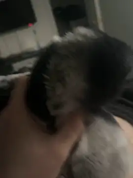 Snapshot of Furdale chatting on 14, 1, 2025 Furdale online show from 14, 1, 2025