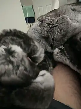 Snapshot of Furdale chatting on 24, 9, 2025 Furdale online show from 24, 9, 2025