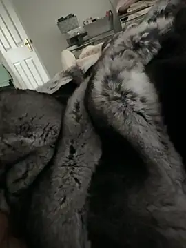 Furdale online show from 14, 2, 2026