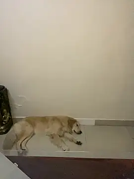 Snapshot of sombre_sabhya chatting on 12, 3, 2026 sombre sabhya online show from 12, 3, 2026