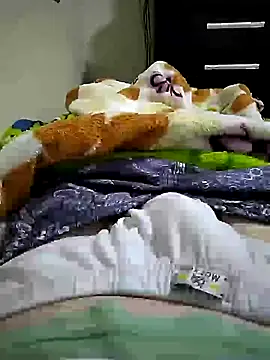 Snapshot of shiiank chatting on 17, 7, 2026 shiiank online show from 17, 7, 2026