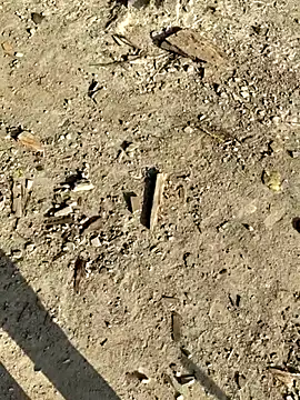 Gopal1243 online show from 8, 1, 2026