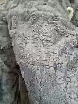 Snapshot of AmGuy23 chatting on 30, 1, 2025 AmGuy23 online show from 30, 1, 2025