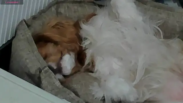 Snapshot of Peggy_Beauty chatting on 11, 2, 2025 Peggy Beauty online show from 11, 2, 2025